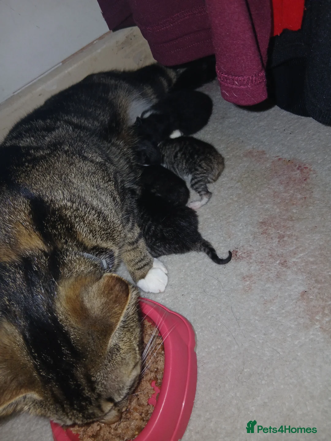 Mixed Breed cats for sale: Kittens for sale. - Advert 9