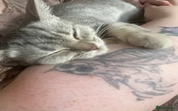 British Shorthair cats for sale: Beautiful silver spotted BSH for sad sale  - Image 5