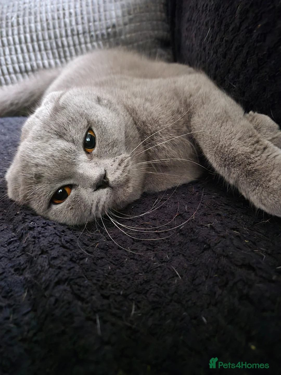 Scottish Fold cats for sale: Beautiful Scottish fold - Advert 2
