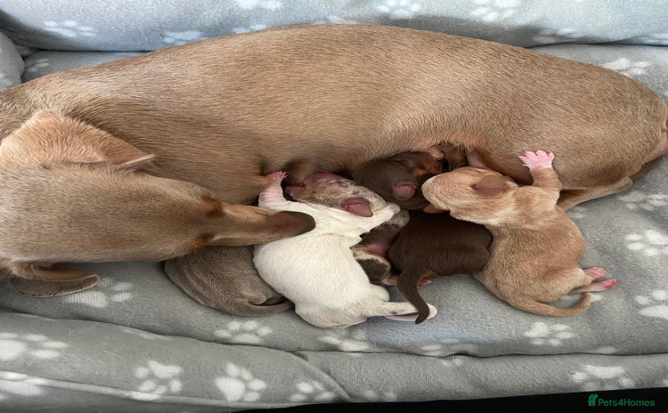 Miniature Dachshund dogs - Advert 4