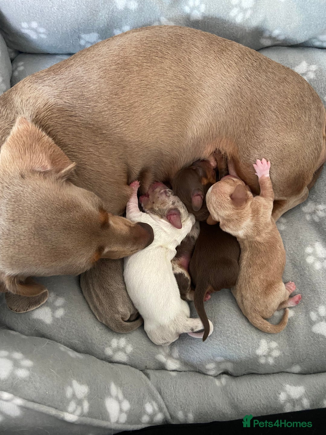 Miniature Dachshund dogs for sale: Dolly mixture dapple/piebald  - Image 1