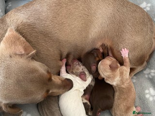 Miniature Dachshund dogs - Advert 15