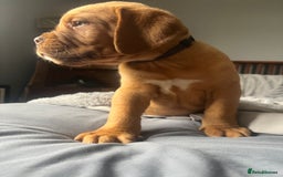 Dogue De Bordeaux dogs for sale: Kc registered Dogue de bordeaux puppies  - Image 8