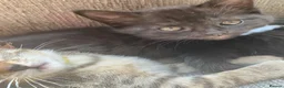 Mixed Breed cats for sale: Female litter of kittens  - Advert 12