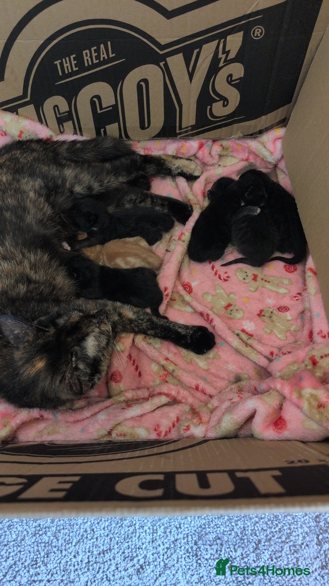 Mixed Breed cats for sale: 5 Mixed Kittens Ready In 2 Weeks - Image 15