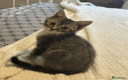 Ragdoll cats for sale: Ragdoll x bengal //// bengal x tabby - Image 30