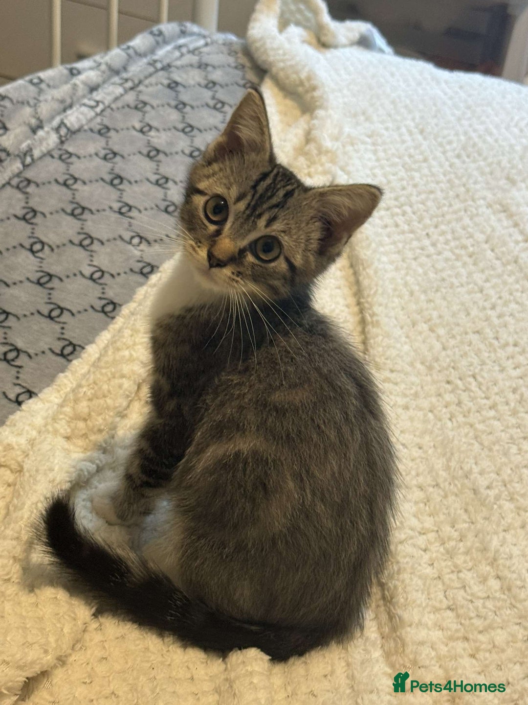 Ragdoll cats for sale: Ragdoll x bengal //// bengal x tabby - Image 30