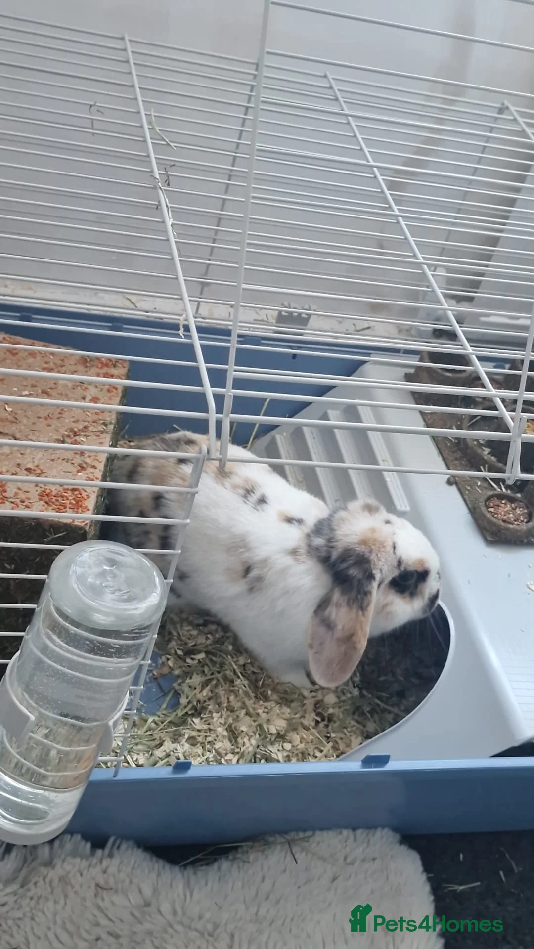 Mini Lop rabbits for sale: Oliver Twist in London - Advert 2