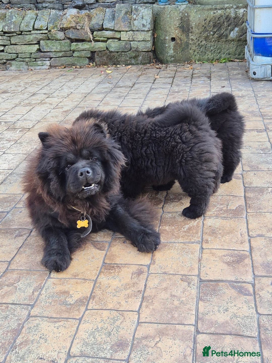 Chow Chow dogs for sale: Adorable Chow Chow puppies. Ready soon. - Advert 2