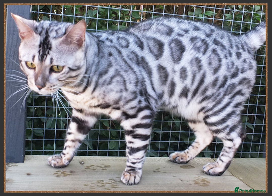 Bengal cats for sale: Beautiful big Silver spotted Bengal boy (ex stud) - Advert 5