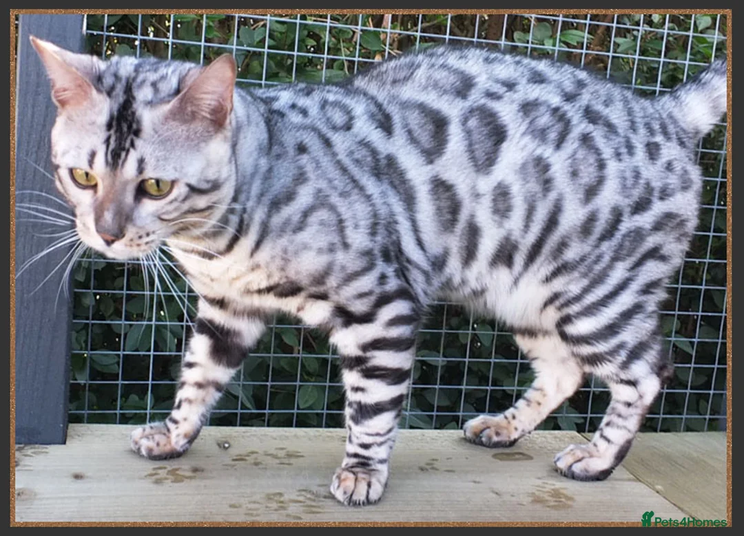 Bengal cats for sale: Beautiful big Silver spotted Bengal boy (ex stud) - Advert 5