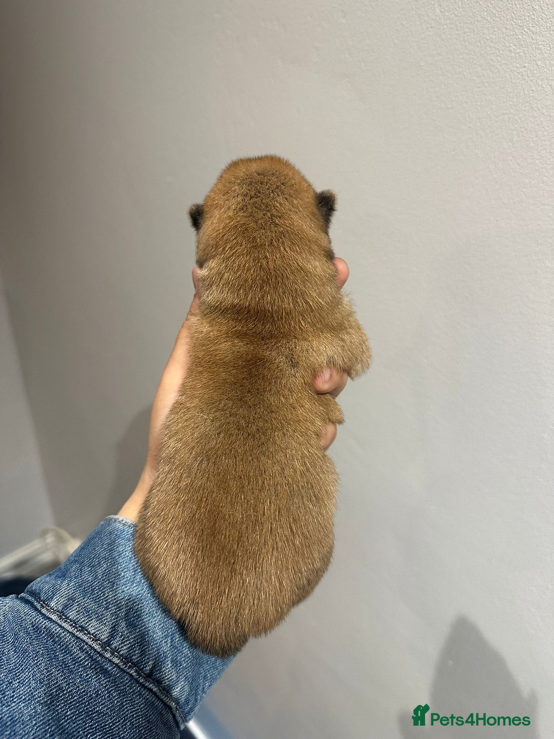 Japanese Shiba Inu dogs for sale: CHUNKY AND PURE Japanese Shiba Inu - Image 9