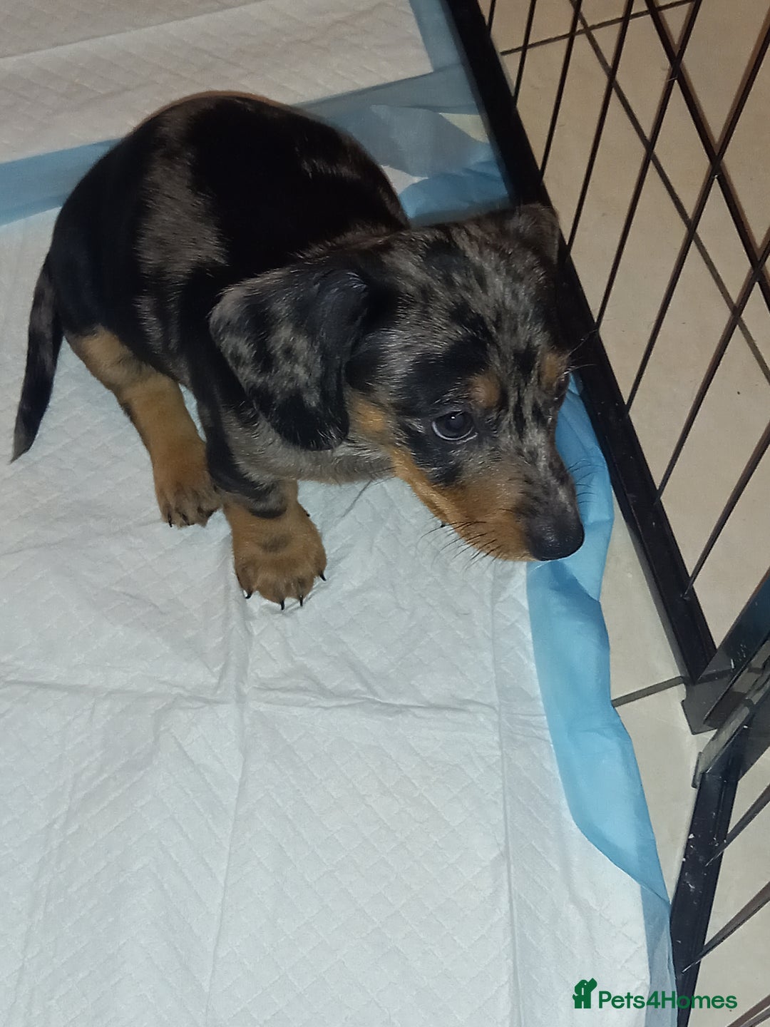 Dachshund dogs for sale: Dachsunds 3/4 breed - Image 7