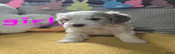 Cockapoo dogs for sale: READY NOW F1 Cockapoo boys  - Advert 18