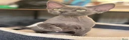 Devon Rex cats for sale: Fantastic pedigree Devon Rex kittens  - Advert 7