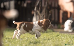 Bracco Italiano dogs for sale: This sweet boy is available  - Advert 5