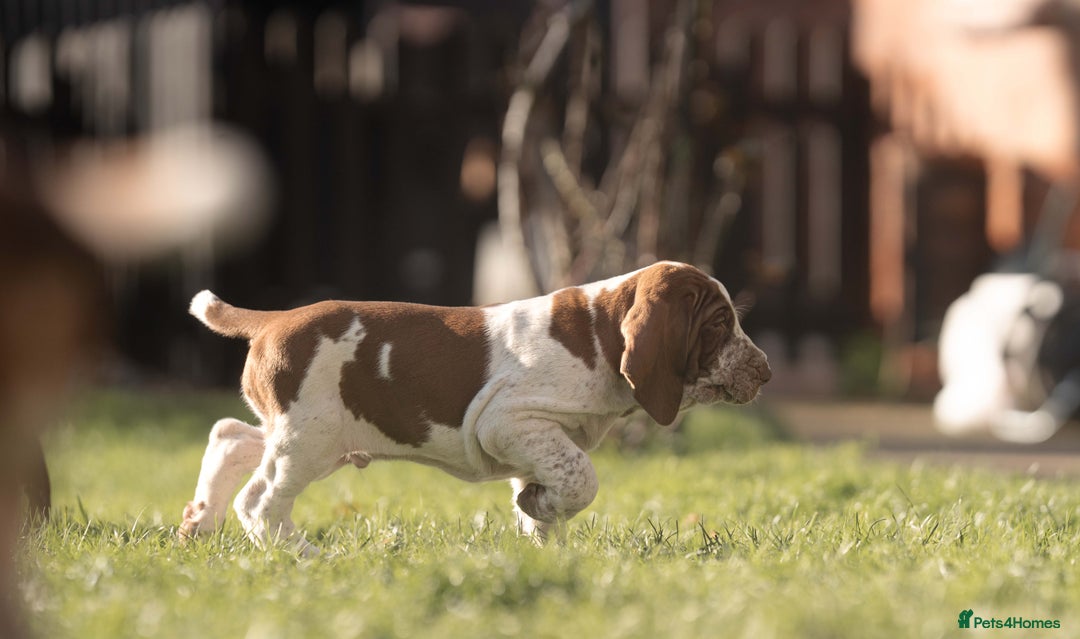 Bracco Italiano dogs for sale: This sweet boy is available  - Advert 5