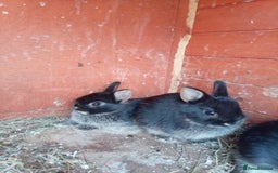 Netherland Dwarf rabbits for sale: Netherland dwarf baby's  - Image 4