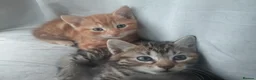 Mixed Breed cats for sale: Adorable kittens - Advert 9