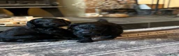 Sproodle dogs for sale: Gorgeous Sproodles READY NOW - Advert 8