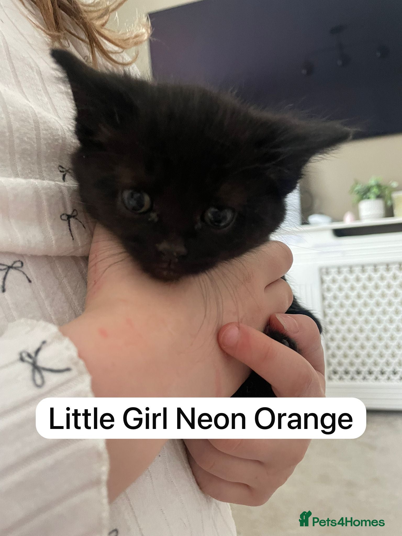 Mixed Breed cats Beautiful black and black and white kittens  - Advert 9