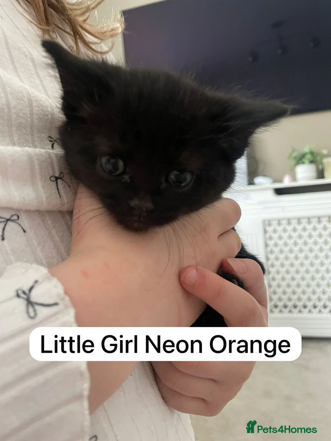 Mixed Breed cats for sale: Beautiful black and black and white kittens  in Wallasey - Advert 2