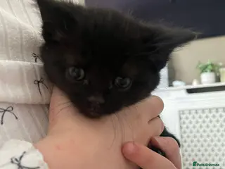 Mixed Breed cats Beautiful black and black and white kittens - Advert 9