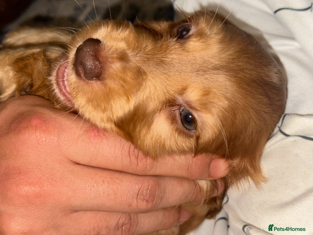American Cocker Spaniel dogs for sale: Cocker spaniel  (PRICE CAN BE NEGOTIATED) - Image 2