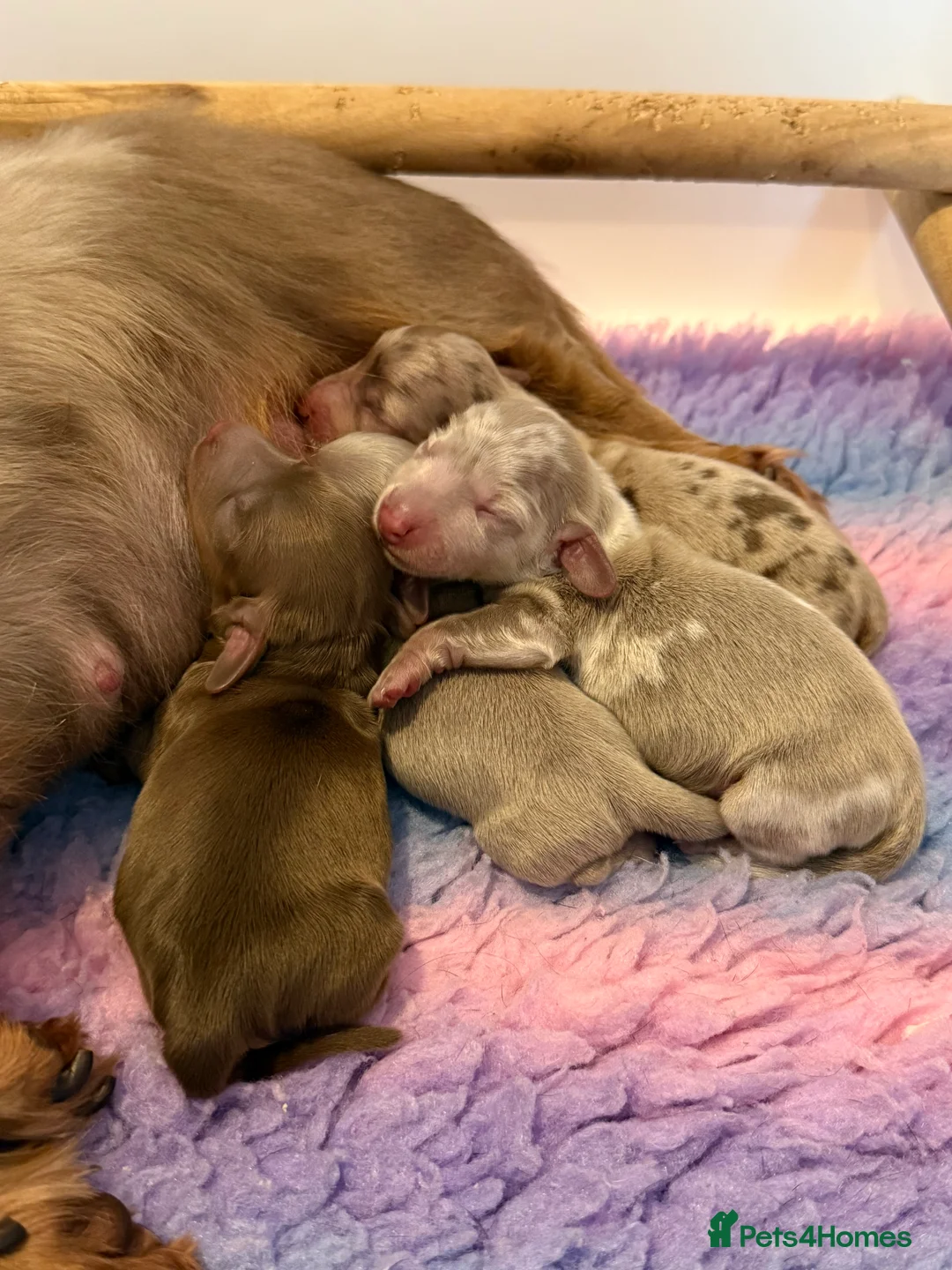 Miniature Dachshund dogs for sale: KC REGISTERED MINIATURE DACHSHUND PUPPIES - Advert 1