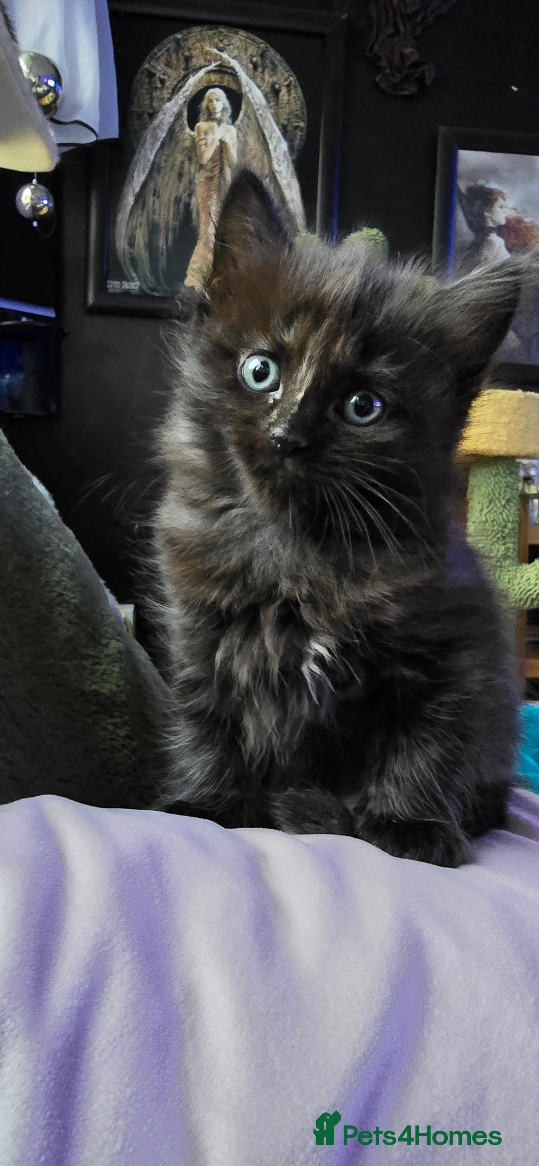 Scottish Fold cats for sale: Scottish fold kittens with straight ears - Advert 10