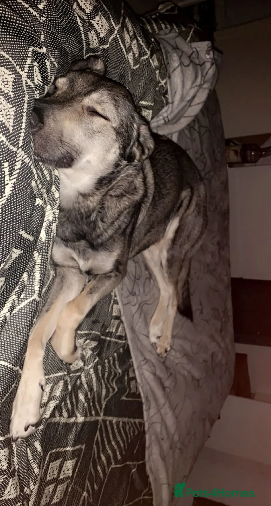 Mixed Breed dogs for adoption: Meet Vinnie, currently residing in Cheshire - Advert 8