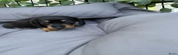 Miniature Dachshund dogs for sale: Beautiful Miniature Dachshund litter  - Advert 13