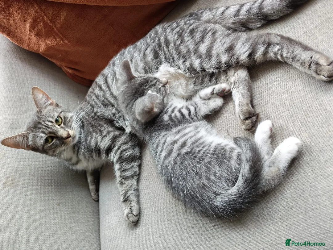 Mixed Breed cats for sale: Silver and black kittens  - Advert 2