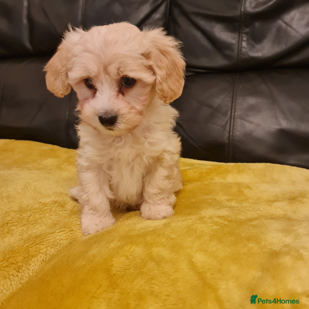 Maltipoo dogs for sale: Maltipoo puppies for sale - Image 8