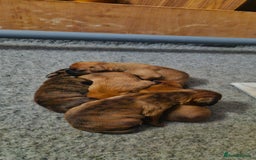 Boxer dogs for sale: Chunky boxer puppies - Image 5