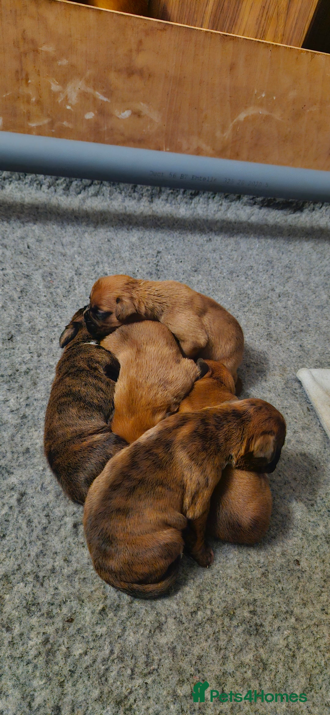 Boxer dogs for sale: Chunky boxer puppies - Image 5