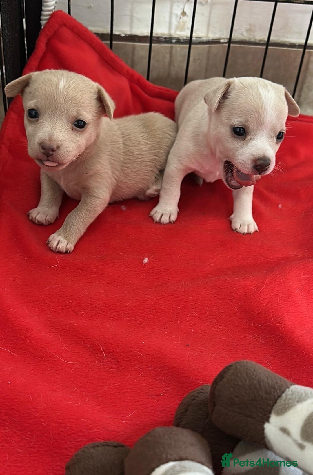 Jack Russell dogs for sale: Jack Russell puppies miniature - Advert 11