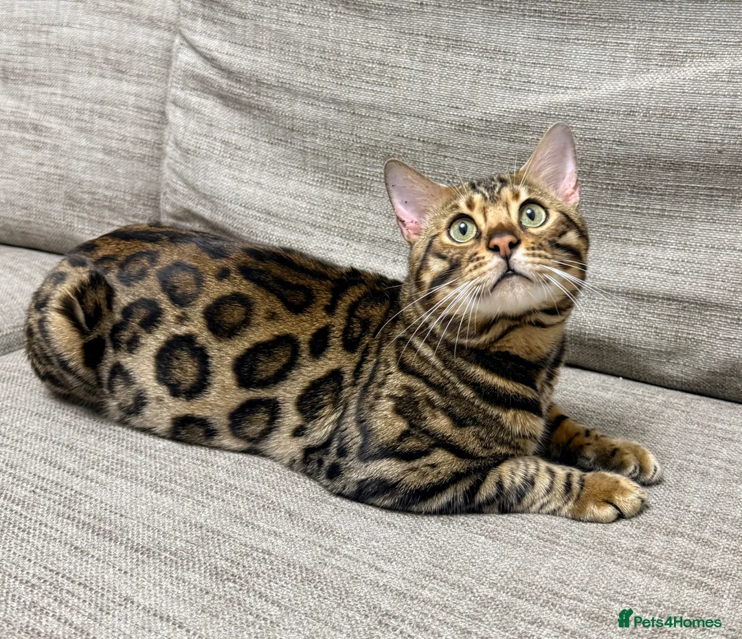 Bengal cats for sale: Bengal kittens in Liverpool - Advert 2