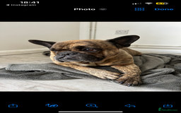 Mixed Breed dogs for sale: Lexi  - Image 2