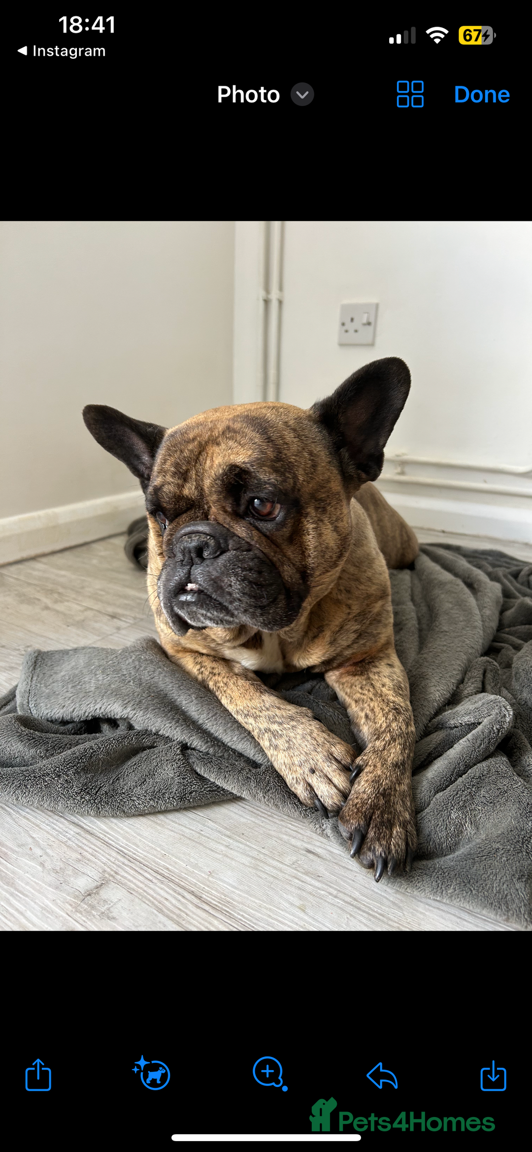 Mixed Breed dogs for sale: Lexi  - Image 2