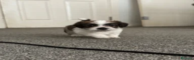 puppy 2