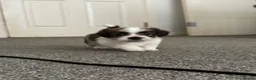 Mixed Breed dogs for sale: 4 gorgeous mini shih tzu x jack russels - Advert 4