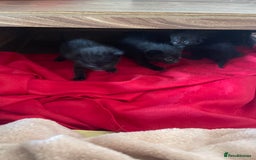 Mixed Breed cats for sale: Kittens x 4  - Image 7