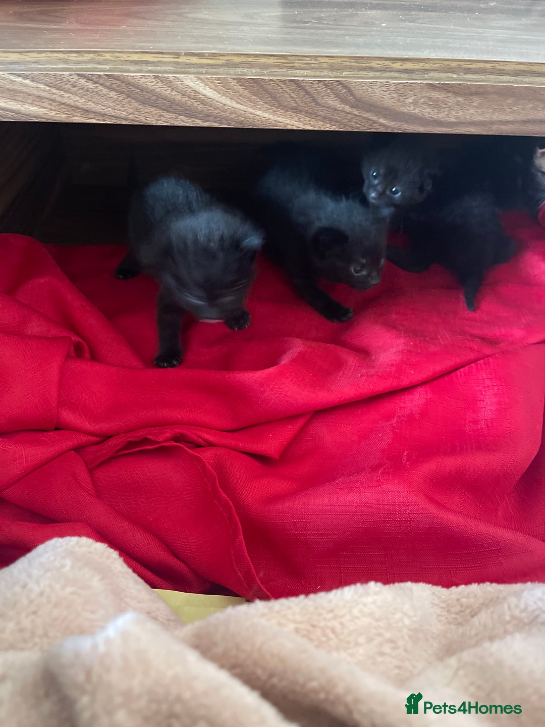 Mixed Breed cats for sale: Kittens x 4  - Image 7