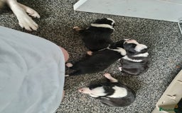 Border Collie dogs for sale: Border collie pups available  - Image 10