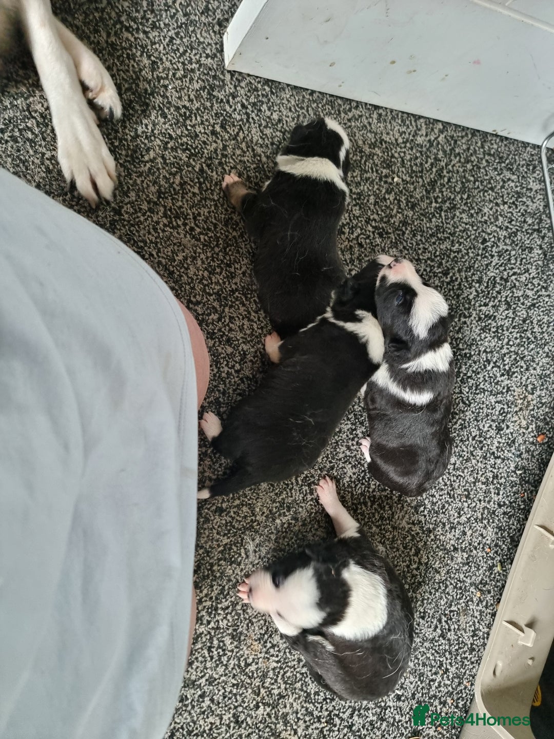 Border Collie dogs for sale: Border collie pups available  - Image 10