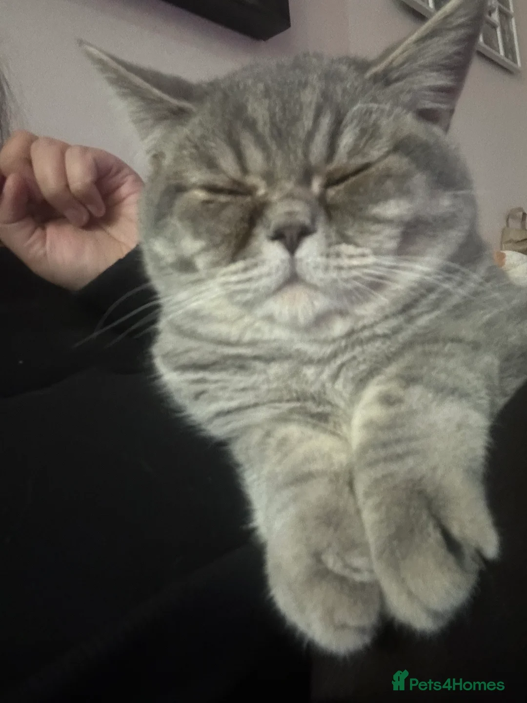 Mixed Breed cats for sale: Half British shorthair  - Advert 3
