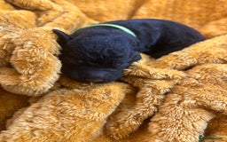 Bernedoodle dogs for sale: F1B Bernedoodle Puppies - Image 5