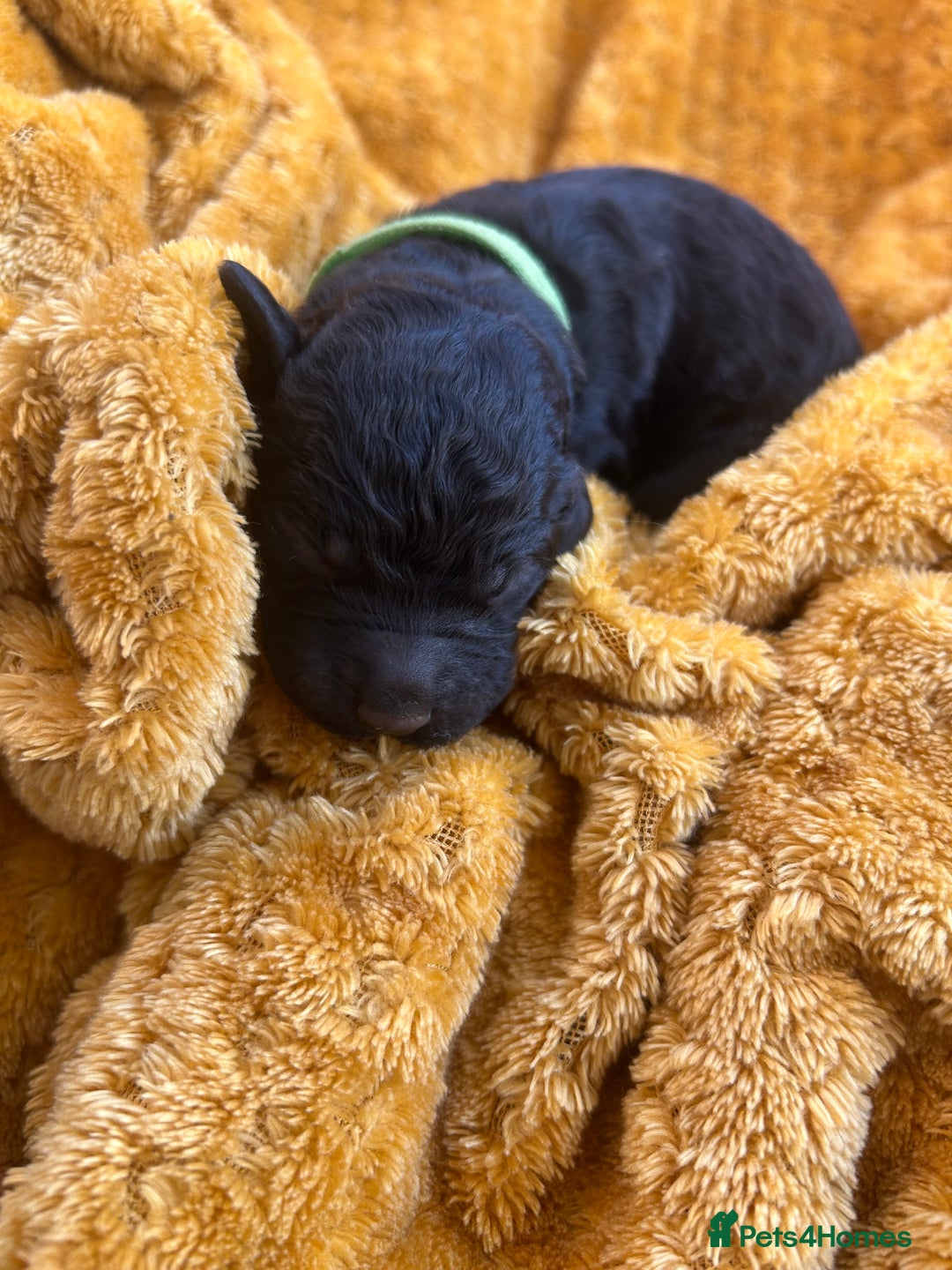 Bernedoodle dogs for sale: F1B Bernedoodle Puppies - Image 5