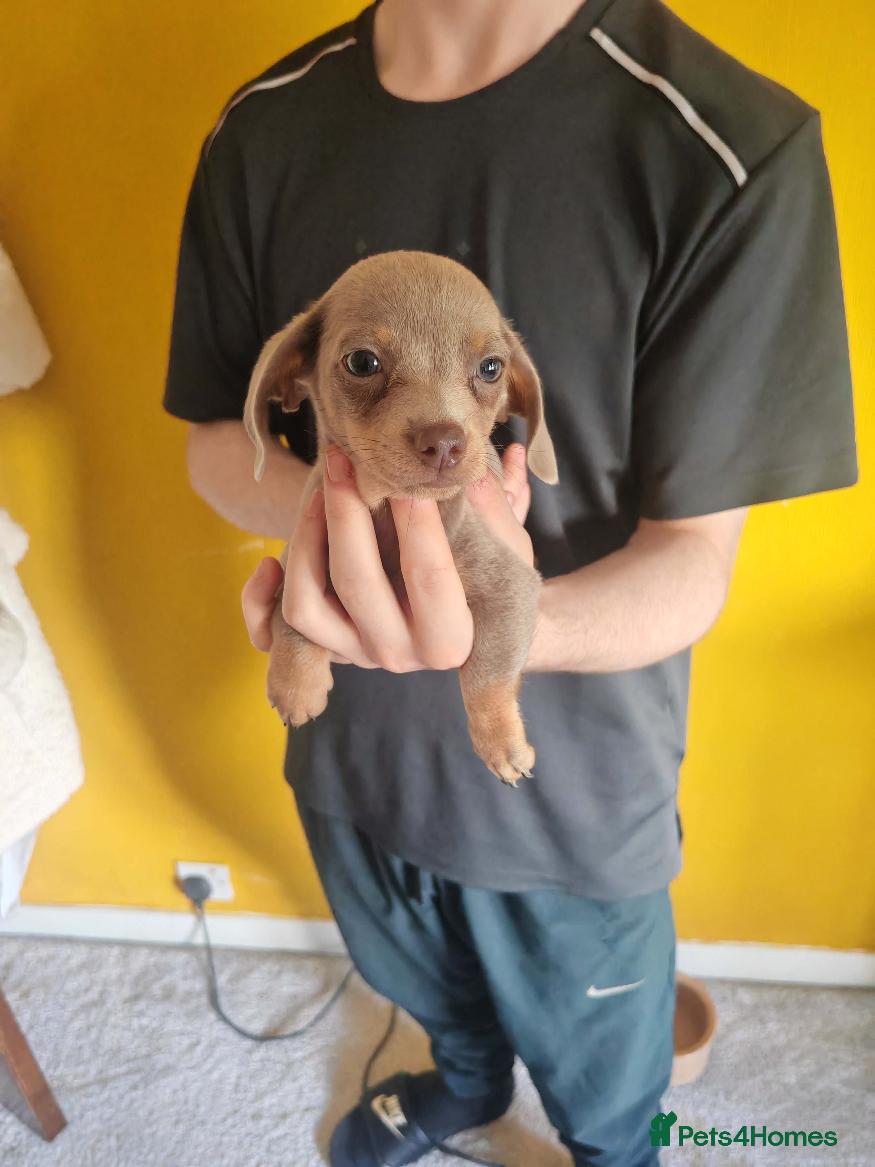 Chiweenie dogs for sale: Chiweenies  - Advert 9